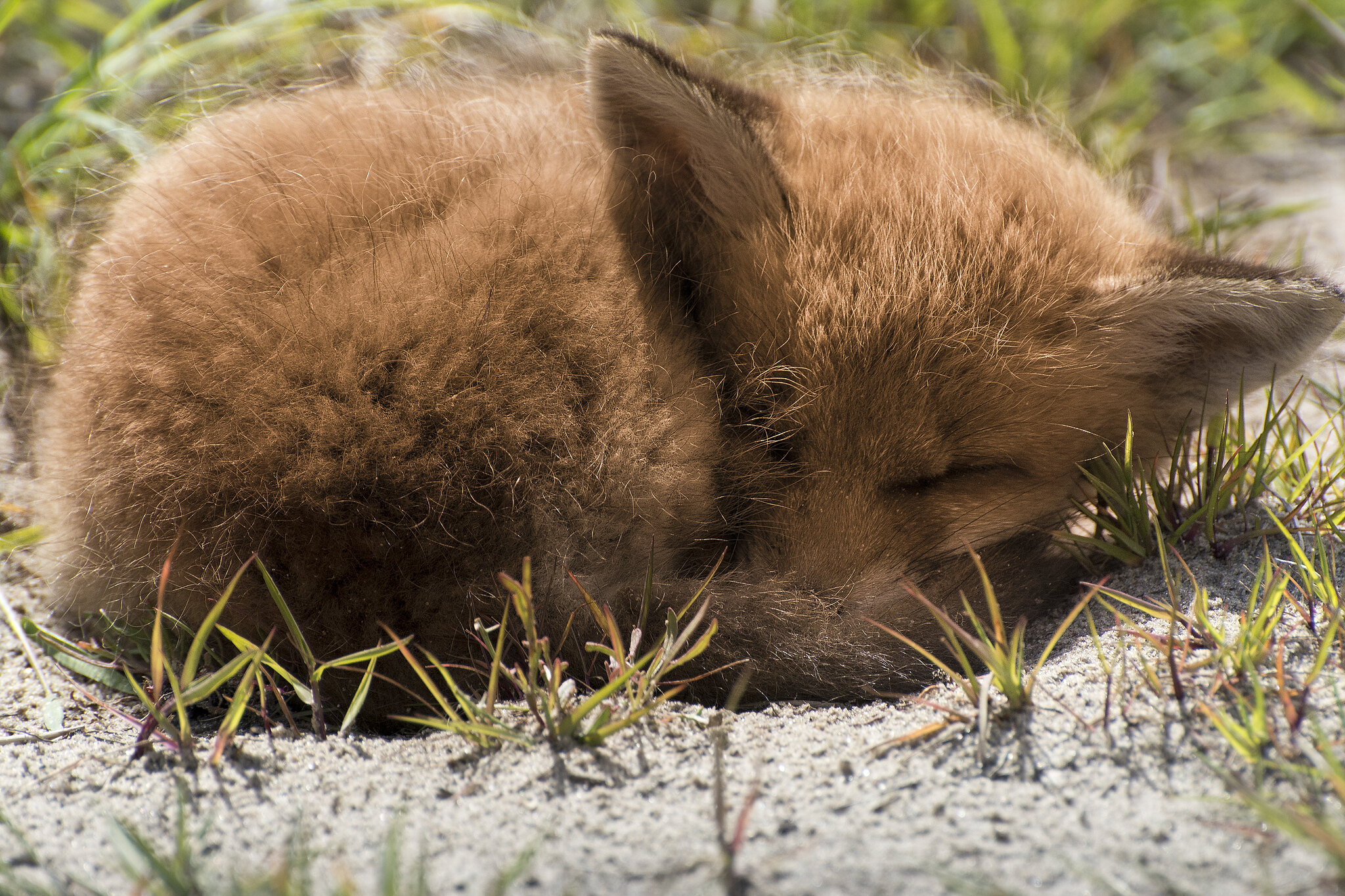 A close-up photograph of a fox kit curled up asleep in a ball on some grassy sand, in a sunny environment. Photograph by Artur Rydzewski.