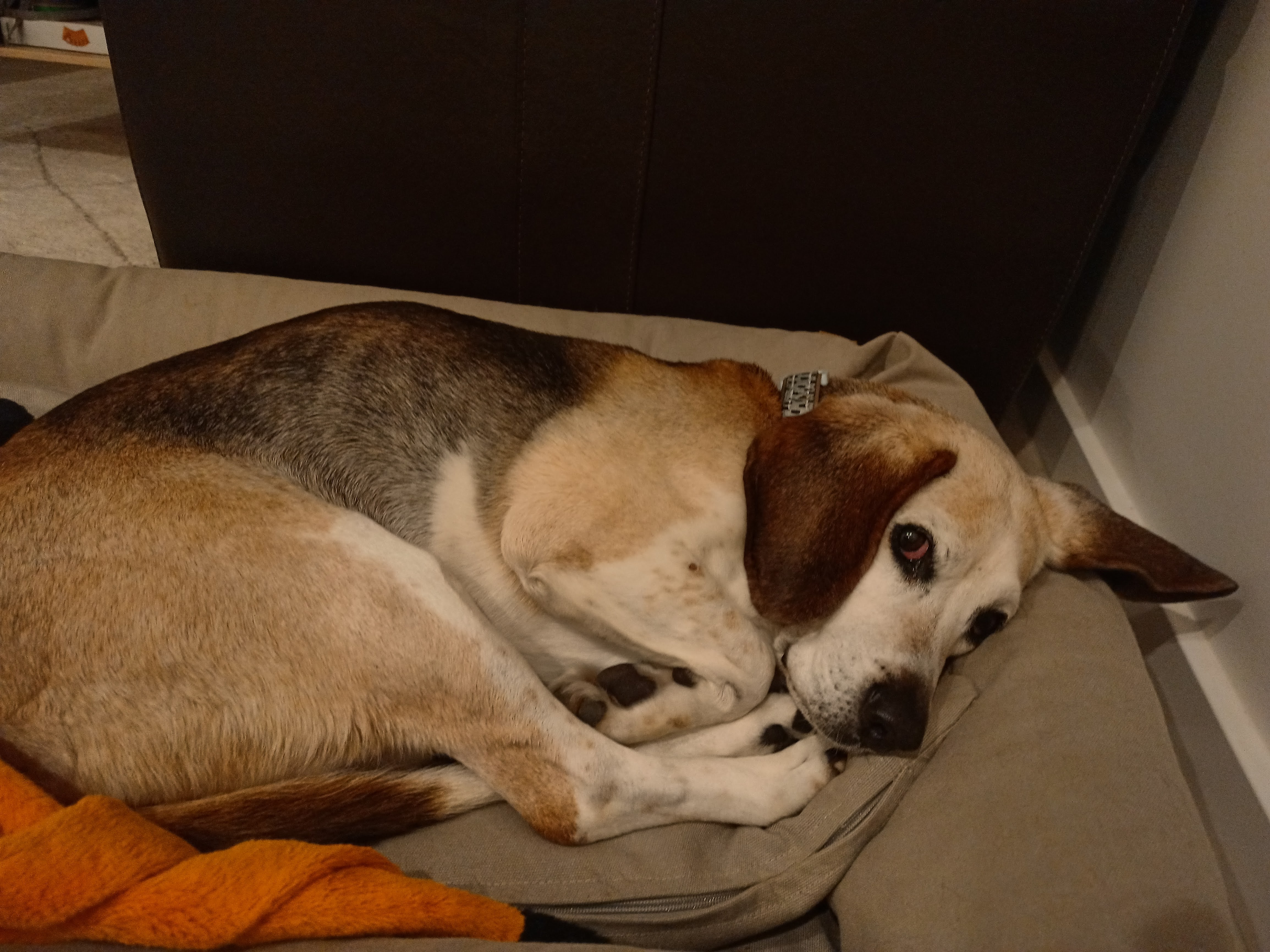 A photograph of Nitro the beagle, laying down in a half-curled up position on his doggy bed beside my couch. He's got one eye open, and his left floppy ear is pointing like an arrow to the right of the image in his current position. Photograph by me